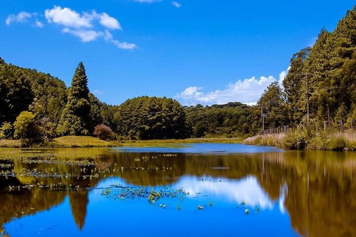 Floresta Nacional de Canela